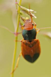 <i>Diachromus germanus</i>
