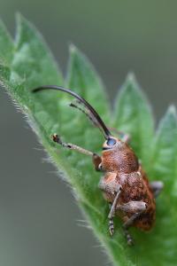 <i>Curculio glandium</i>