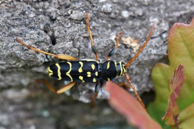 <i>Plagionotus arcuatus</i>
