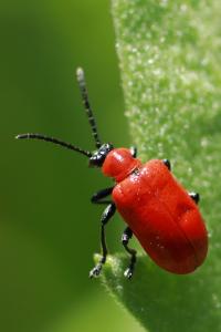 <i>Lilioceris lilii</i>