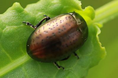 <i>Chrysolina hyperici</i>