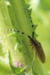 <i>Agapanthia dahli</i>