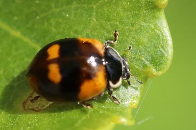 <i>Adalia bipunctata</i>