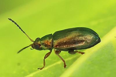 <i>Crepidodera aurea</i>