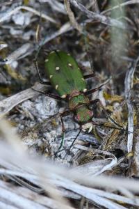 <i>Cicindela campestris</i>
