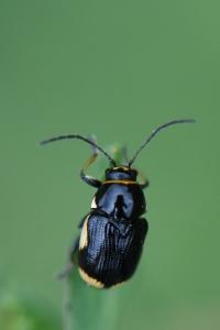 <i>Cryptocephalus moraei</i>