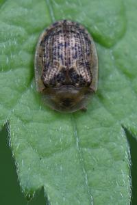 <i>Hypocassida subferruginea</i>