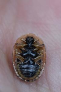 <i>Hypocassida subferruginea</i>
