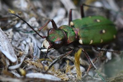 <i>Cicindela campestris</i>