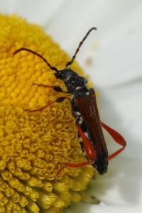<i>Stenopterus rufus</i>