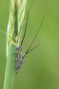 <i>Calamobius filum</i>