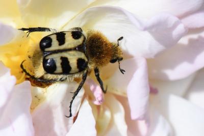 <i>Trichius gallicus</i>