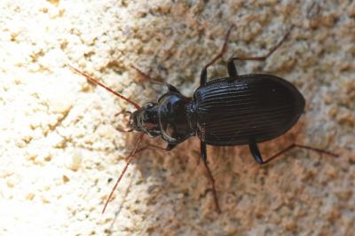 <i>Nebria salina</i>