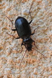 <i>Nebria salina</i>