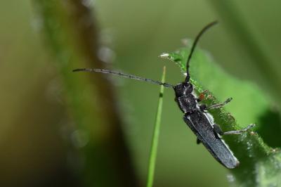 <i>Phytoecia cylindrica</i>