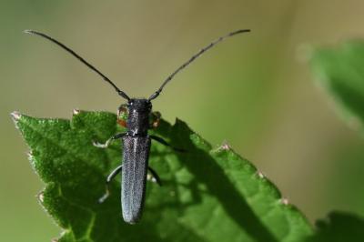 <i>Phytoecia cylindrica</i>