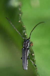 <i>Phytoecia cylindrica</i>