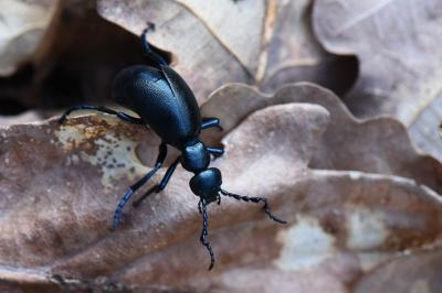 <i>Meloe violaceus</i>