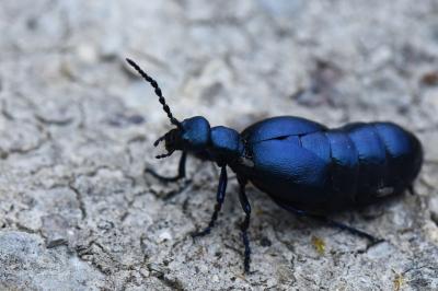 <i>Meloe violaceus</i>