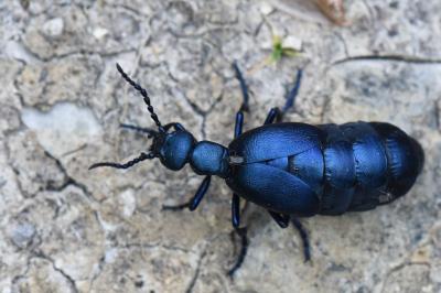 <i>Meloe violaceus</i>