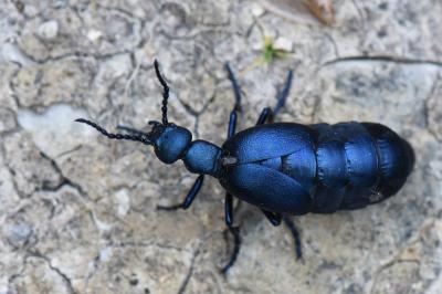 <i>Meloe violaceus</i>