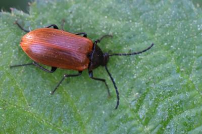 <i>Pseudocistela ceramboides</i>
