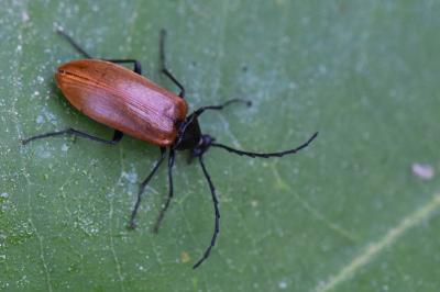 <i>Pseudocistela ceramboides</i>