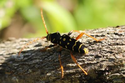<i>Plagionotus arcuatus</i>