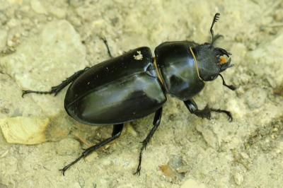 <i>Lucanus cervus</i>