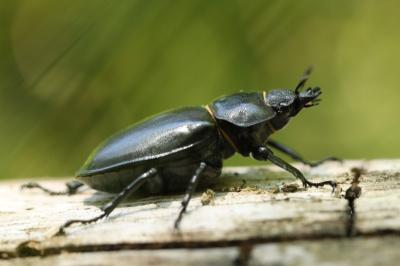 <i>Lucanus cervus</i>