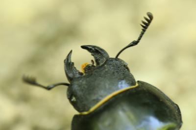 <i>Lucanus cervus</i>