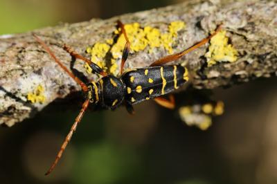 <i>Plagionotus arcuatus</i>