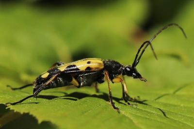 <i>Rutpela maculata</i>