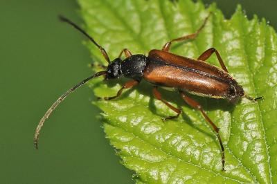 <i>Alosterna tabacicolor</i>