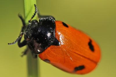 <i>Clytra quadripunctata</i>