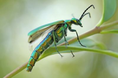 Mouche d'Espagne 