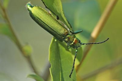 Mouche d'Espagne 