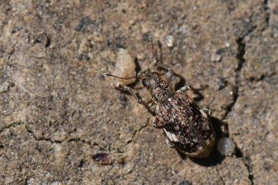 <i>Polydrusus sparsus</i>