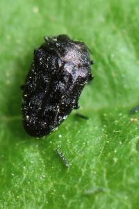 <i>Trachys minutus</i>