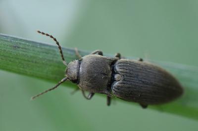 <i>Agriotes obscurus</i>