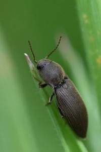 <i>Agriotes obscurus</i>