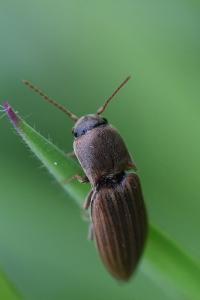 <i>Agriotes lineatus</i>