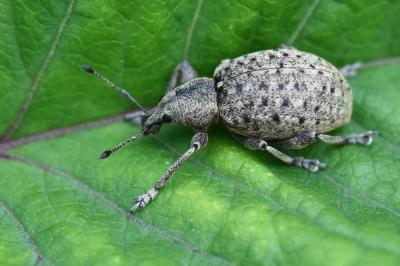 <i>Liophloeus tessulatus</i>