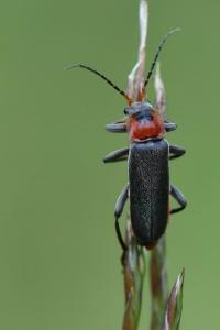 <i>Cantharis fusca</i>