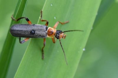 <i>Cantharis nigricans</i>