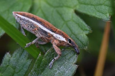 <i>Lixus ochraceus</i>