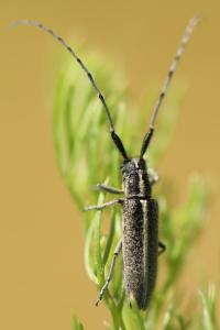 <i>Agapanthia</i>