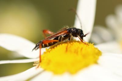 <i>Stenopterus rufus</i>