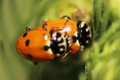 <i>Hippodamia variegata</i>
