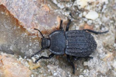 <i>Asida sabulosa</i>